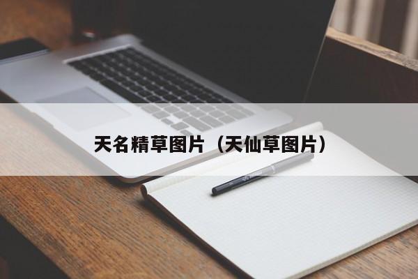 天名精草图片（天仙草图片）