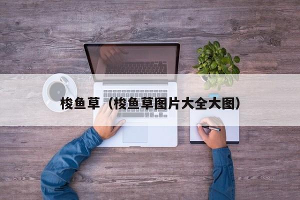 梭鱼草（梭鱼草图片大全大图）