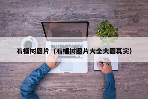 石榴树图片（石榴树图片大全大图真实）