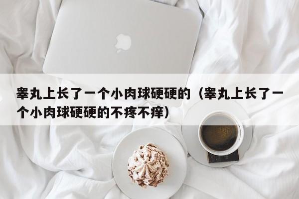 睾丸上长了一个小肉球硬硬的（睾丸上长了一个小肉球硬硬的不疼不痒）