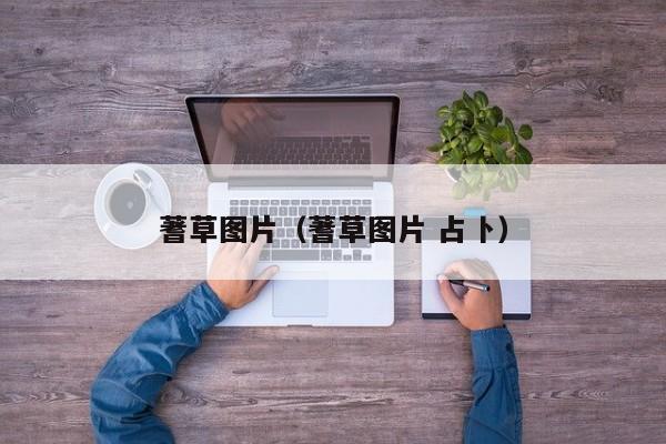 蓍草图片（蓍草图片 占卜）