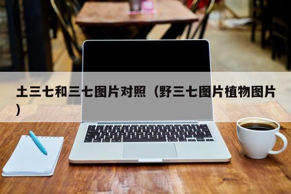 土三七和三七图片对照（野三七图片植物图片）