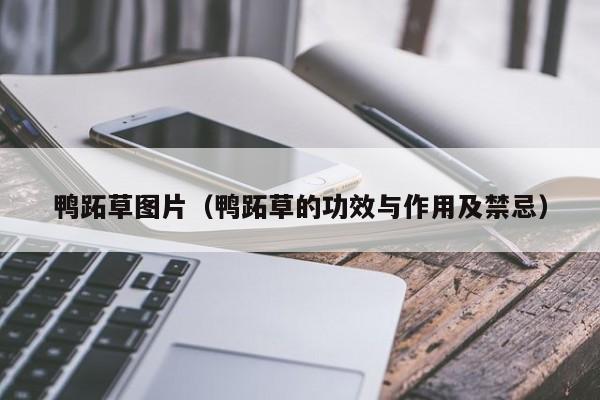 鸭跖草图片（鸭跖草的功效与作用及禁忌）