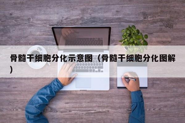 骨髓干细胞分化示意图（骨髓干细胞分化图解）