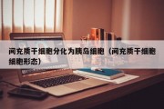 间充质干细胞分化为胰岛细胞（间充质干细胞细胞形态）