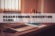 脐带间充质干细胞的提取（脐带间充质干细胞怎么提取）
