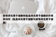 脐带间充质干细胞和胎盘间充质干细胞的作用和功效（胎盘间充质干细胞与脐带间充质干细胞）