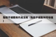 脂肪干细胞微片段注射（脂肪干细胞如何培植）