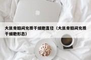 大鼠骨髓间充质干细胞直径（大鼠骨髓间充质干细胞形态）