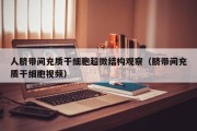 人脐带间充质干细胞超微结构观察（脐带间充质干细胞视频）