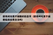 脐带间充质干细胞的形态学（脐带间充质干细胞临床应用合法吗）