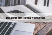 脐带间充质细胞（脐带间充质细胞作用）