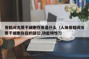 骨髓间充质干细胞作用是什么（人体骨髓间充质干细胞存在的部位,功能特性?）