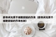 脐带间充质干细胞回输的作用（脐带间充质干细胞回输的作用机制）