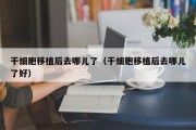 干细胞移植后去哪儿了（干细胞移植后去哪儿了好）