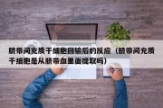 脐带间充质干细胞回输后的反应（脐带间充质干细胞是从脐带血里面提取吗）