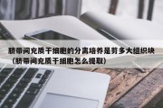 脐带间充质干细胞的分离培养是剪多大组织块（脐带间充质干细胞怎么提取）