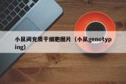 小鼠间充质干细胞图片（小鼠genotyping）