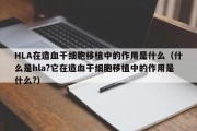 HLA在造血干细胞移植中的作用是什么（什么是hla?它在造血干细胞移植中的作用是什么?）